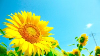 認識標靶藥品Pembrolizumab